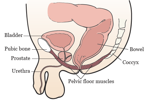 Pelvic Muscle