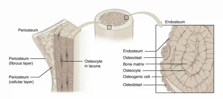 Structure Of Bone Tissue