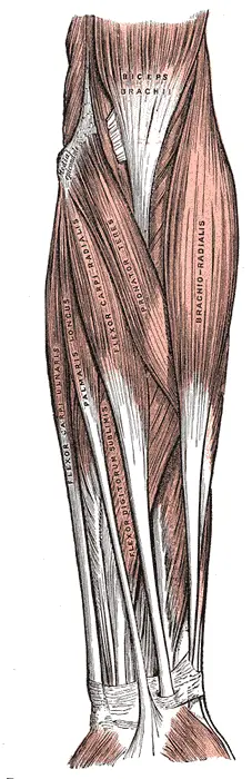 Superficial-forearm-flexors