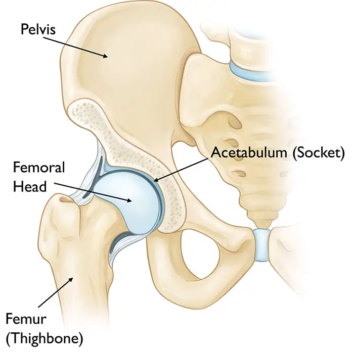 Hip Joint