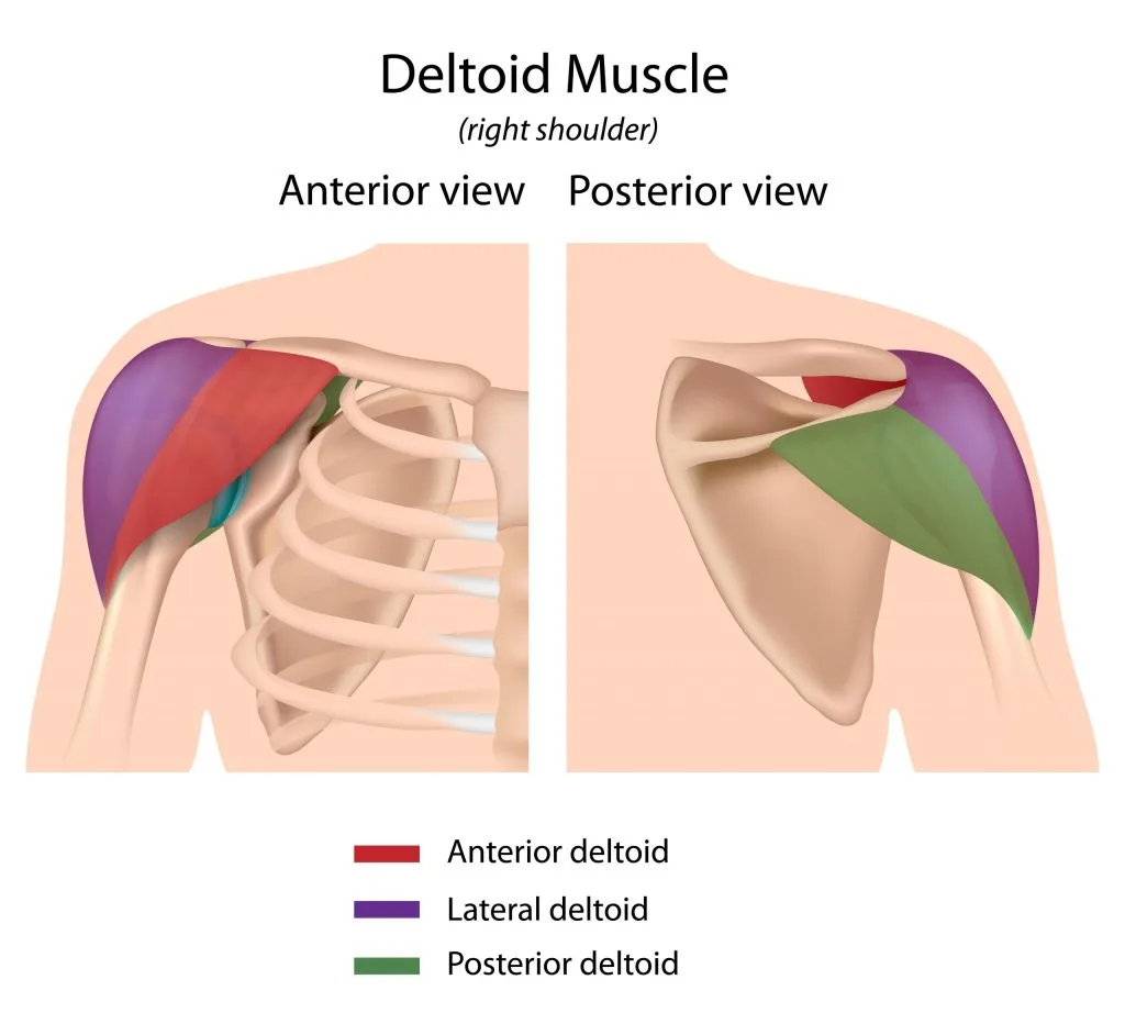 deltoids-muscle