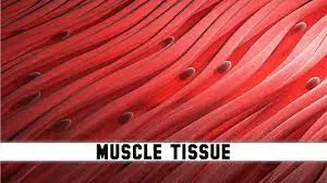 muscle-tissue