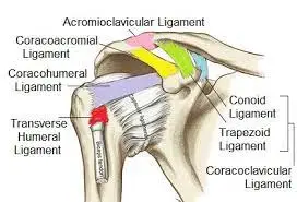 Shoulder Joint Ligament