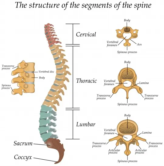 structure-of-vertebrae