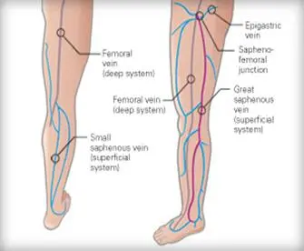 venous-system-in-legs