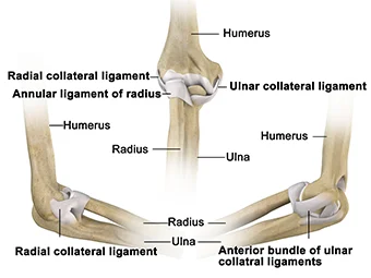Anatomy Of elbow joint