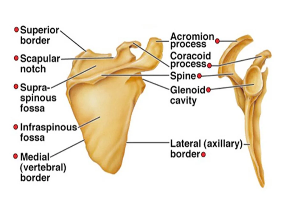Anatomy of Scapula