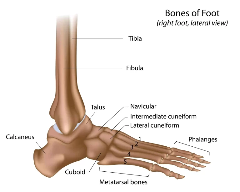 Anatomy of Ankle