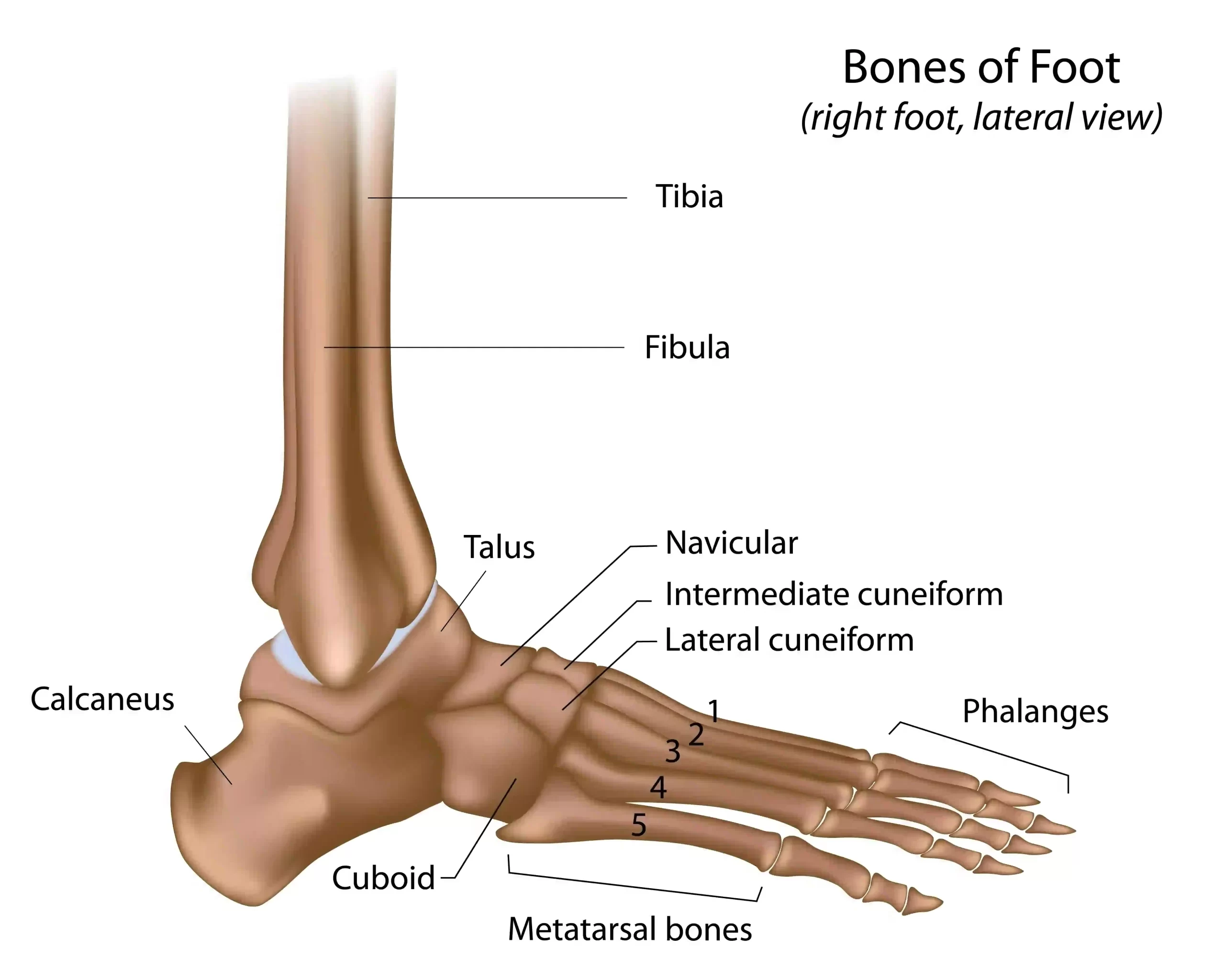 Ankle Bones