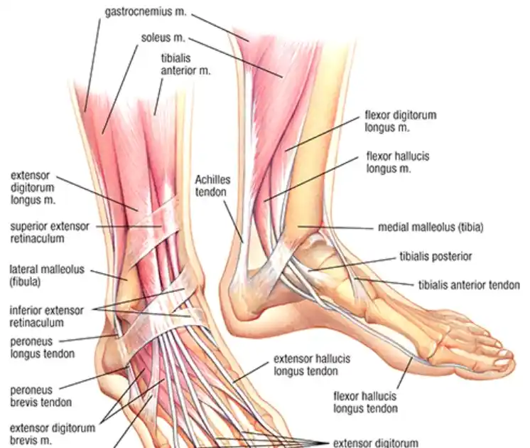 Ankle Muscle