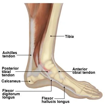 Ankle-tendons