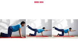 Bird dog plank