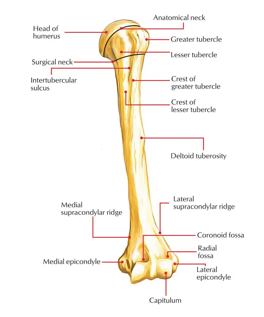 Humerus Bone - The Anatomy, Function, and Common Injuries