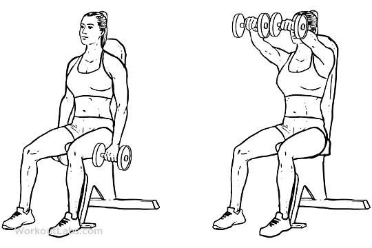 Seated_Dual_Front_Raises_chair