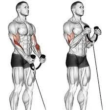 Tricep Rope Extensions Standing Superset into Cable Bicep Curl