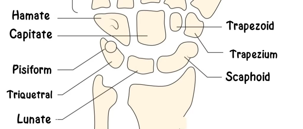 carpal bone anatomy