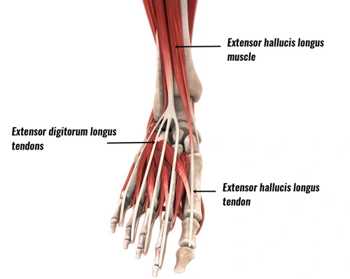 Extensor-tendons
