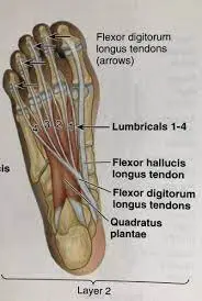 Flexors-tendon