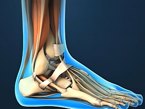 foot-and-ankle-tendon