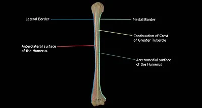 Humerus bone borders and surfaces