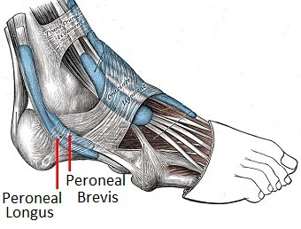 lateral-ankle-tendons