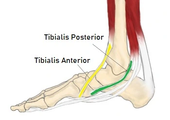 medial-ankle-tendon