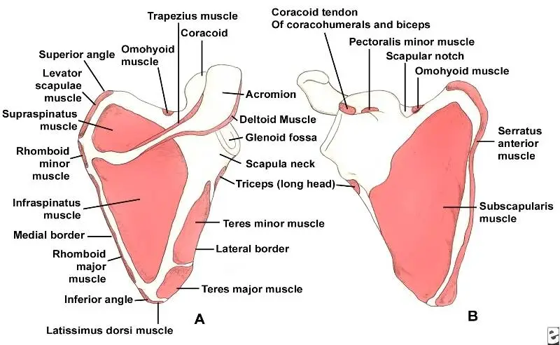 muscles of scapula