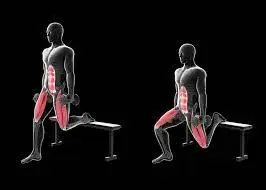 muscles worked in split squat