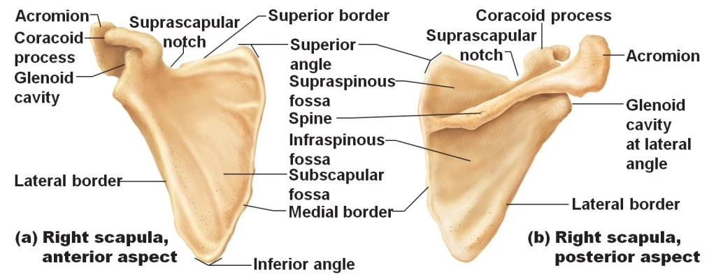 Superior Angle Of Scapula Level Superior Angle Of Scapula Level