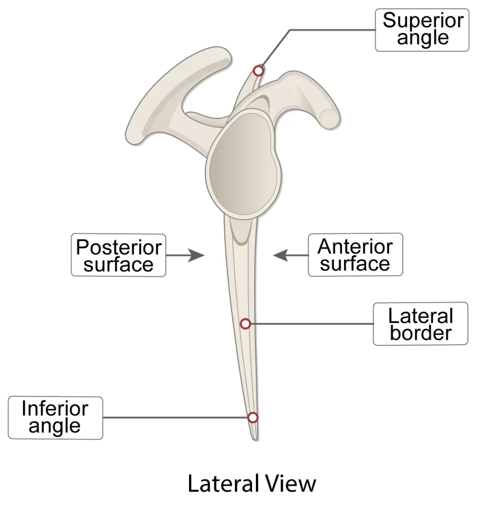 scapula lateral borders