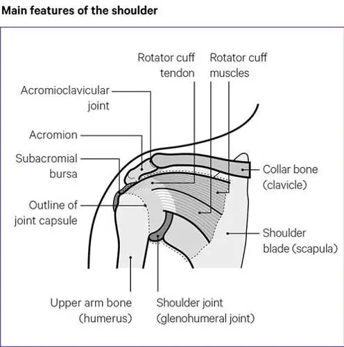 shoulder pain main features