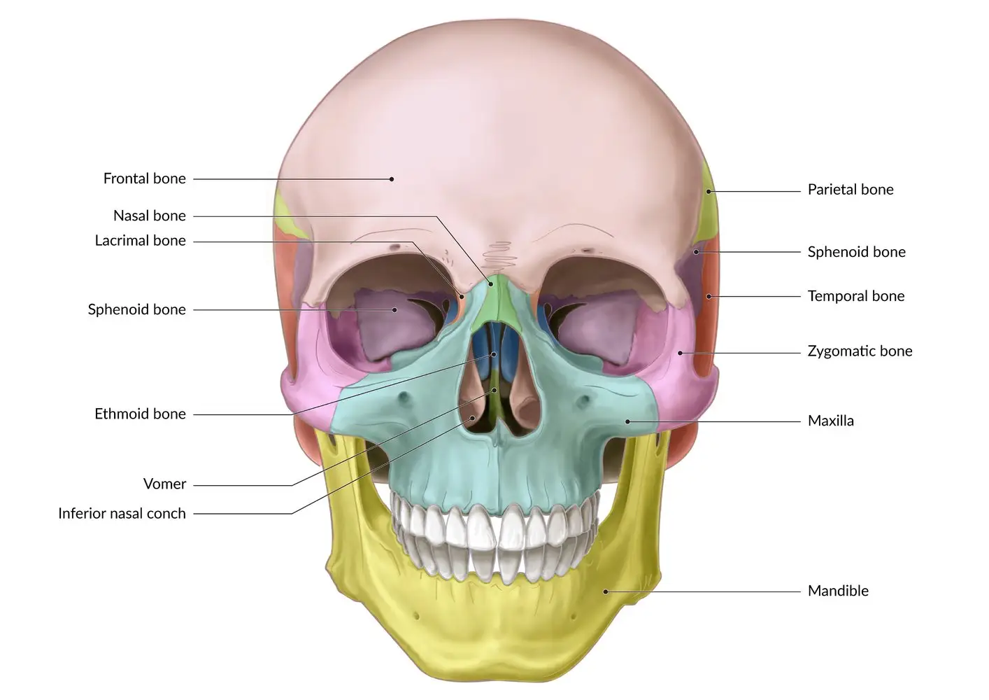 Ethmoid Bone (facial bones)