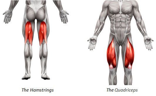 Quadriceps vs Hamstrings