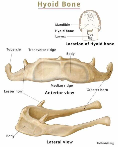 Hyoid Bone anatomy