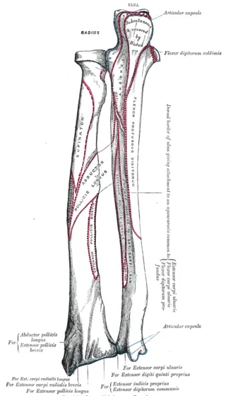 Anterior radius attachment