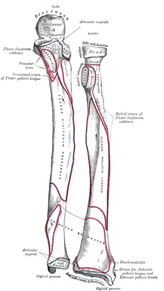 Posterior radius attachment