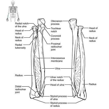 radius bone