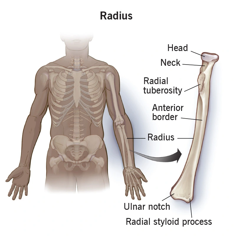 radius bone