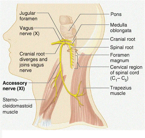 ANATOMY OF SPINAL ACCESSORY NERVE