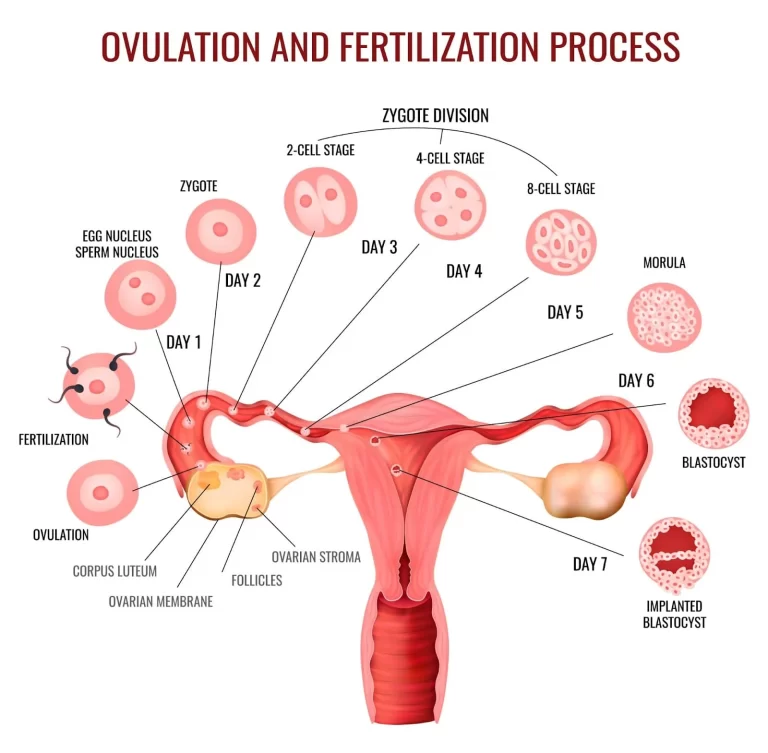 UNDERSTANDING THE OVULATION CYCLE – PHASES AND FACTORS AFFECTING OVULATION