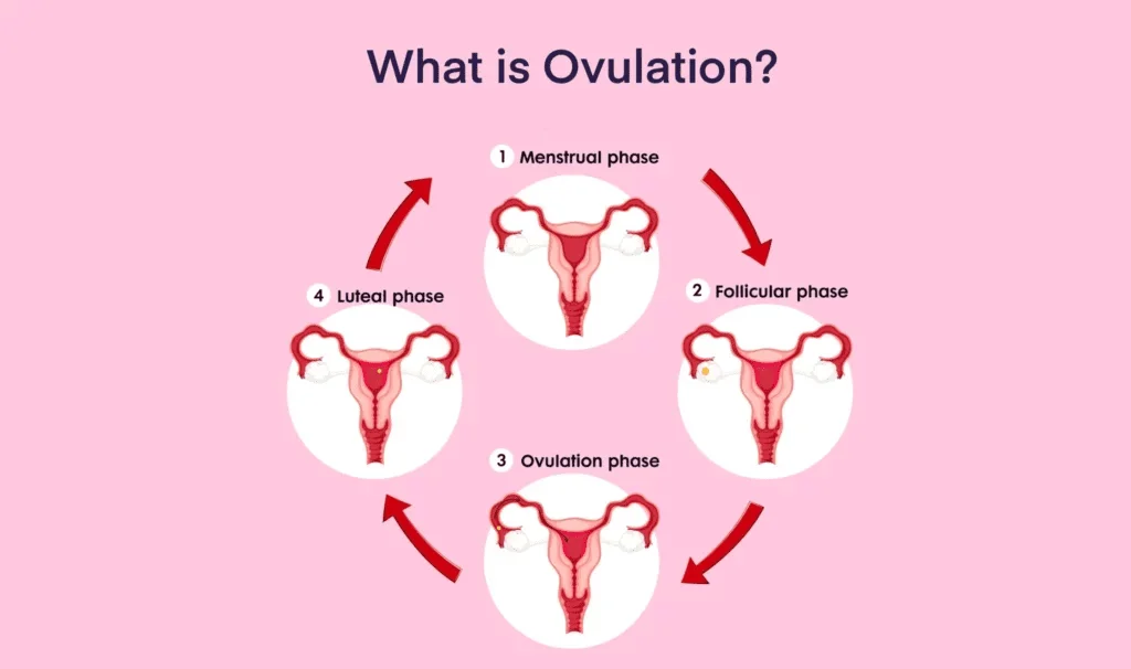 ovulation