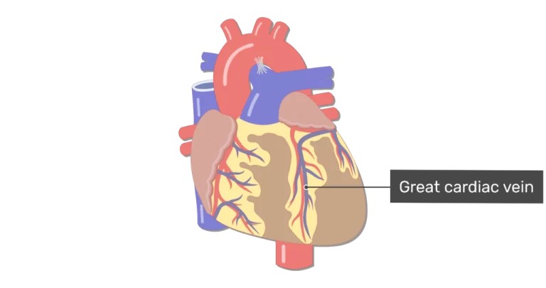 Great cardiac vein