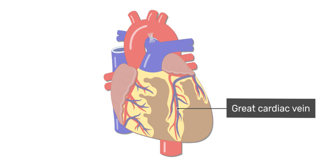 Great cardiac vein