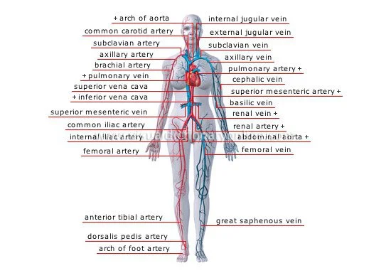 List of Veins of the Human Body