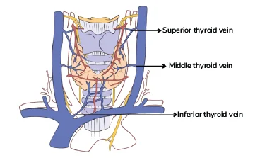 Thyroid vein