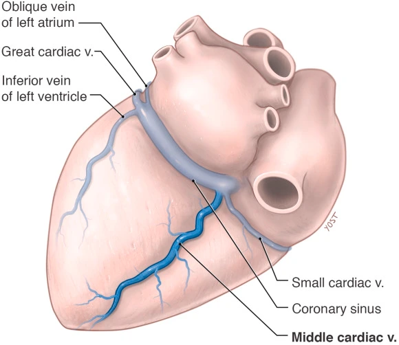 oblique vein of marshall