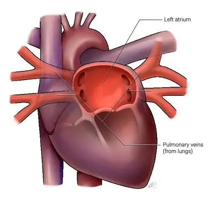 pulmonary veins