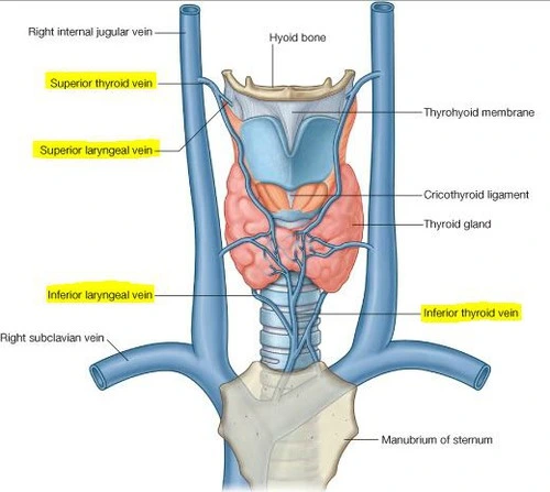 laryngeal vein