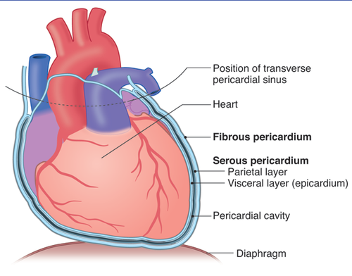 pericardial vein