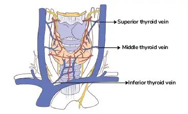 inferior thyroid vein